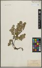 Foto von Salix arctica Pall.